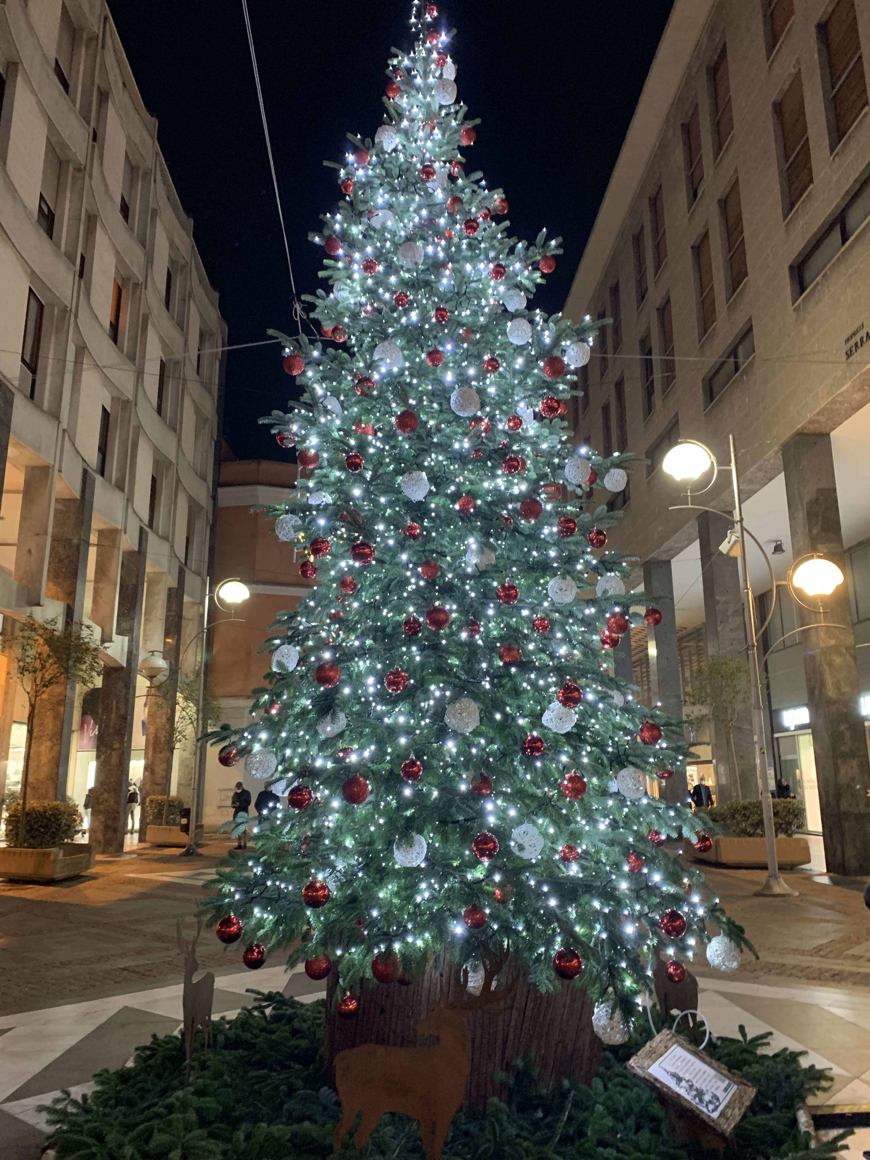 Albero via Milano illuminato per sito